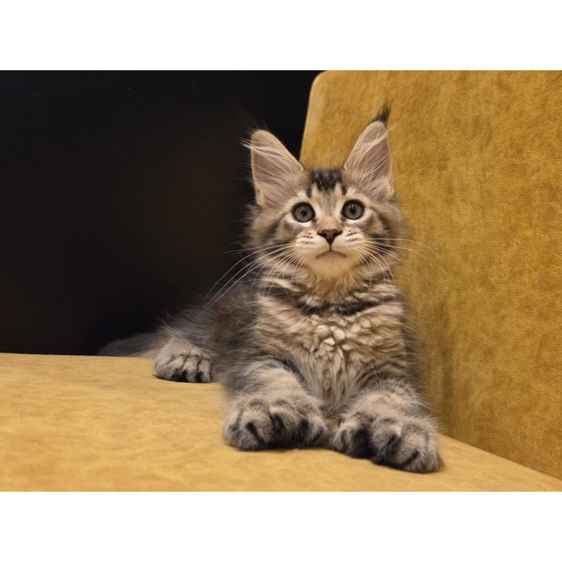 Maine Coon NOV Ruslana Polydactyl