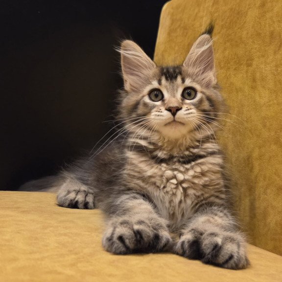 Maine Coon NOV Ruslana Polydactyl