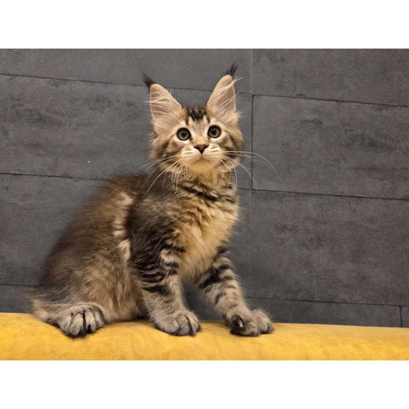 Maine Coon NOV Ruslana Polydactyl
