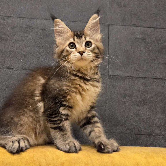 Maine Coon NOV Ruslana Polydactyl