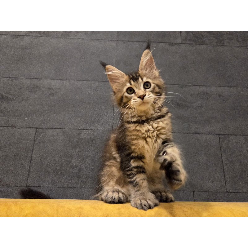 Maine Coon NOV Ruslana Polydactyl