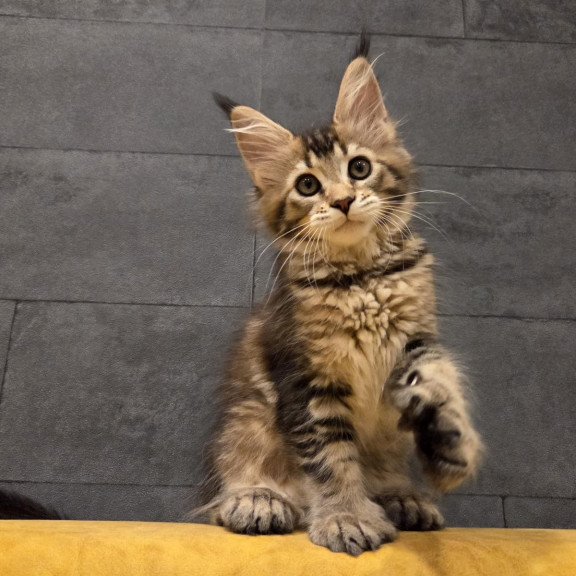 Maine Coon NOV Ruslana Polydactyl