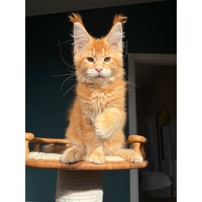 Maine Coon NOV Xanter