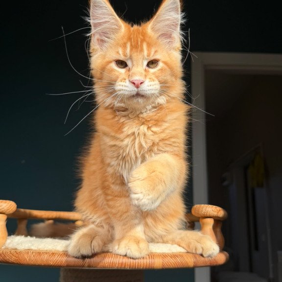 Maine Coon NOV Xanter