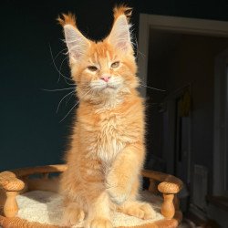 Maine Coon NOV Xanter