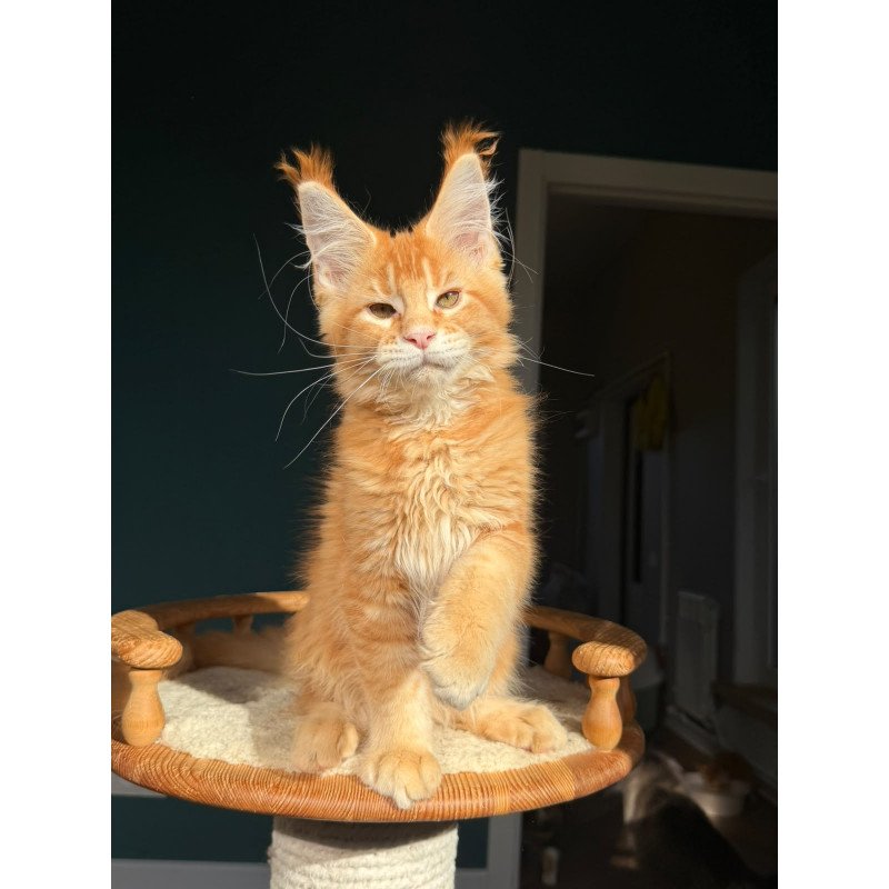 Maine Coon NOV Xanter