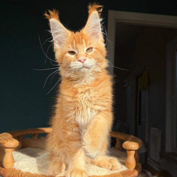 Maine Coon NOV Xanter