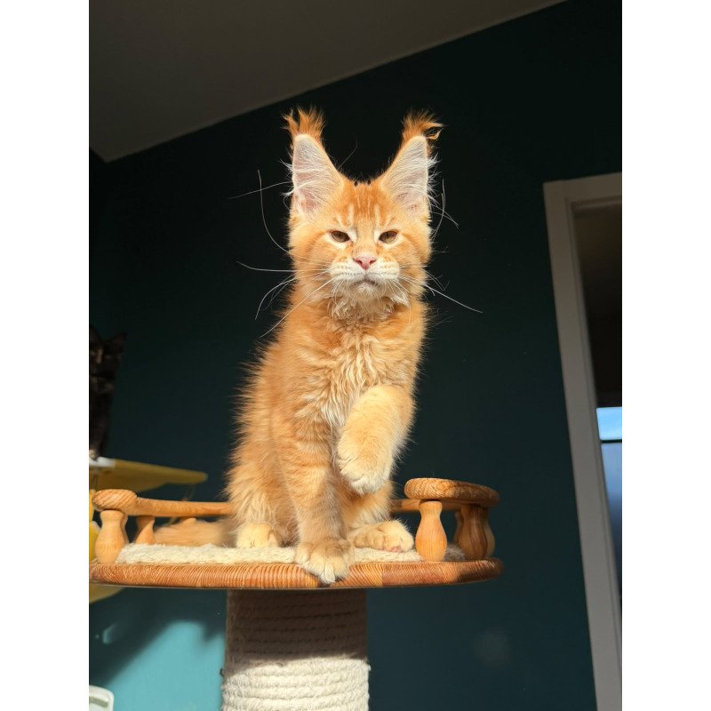 Maine Coon NOV Xanter