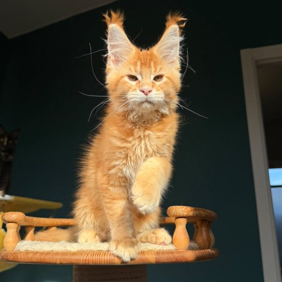 Maine Coon NOV Xanter