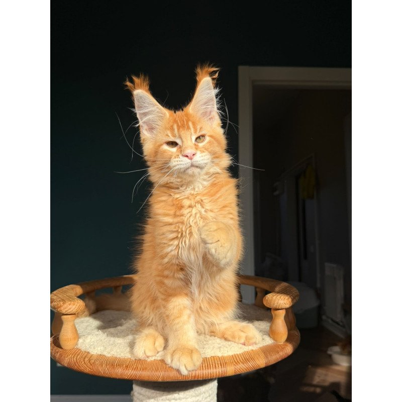 Maine Coon NOV Xanter