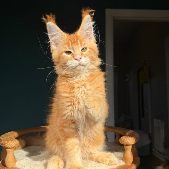 Maine Coon NOV Xanter