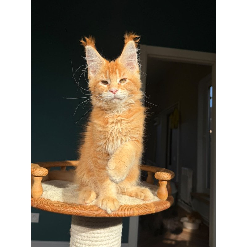 Maine Coon NOV Xanter