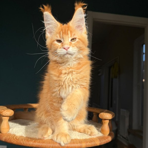Maine Coon NOV Xanter