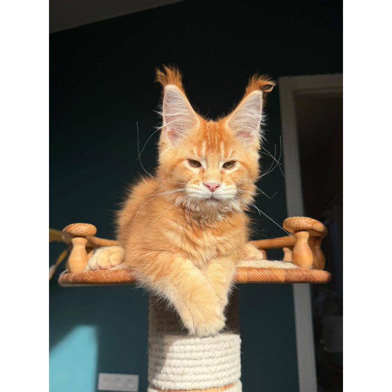 Maine Coon NOV Xanter