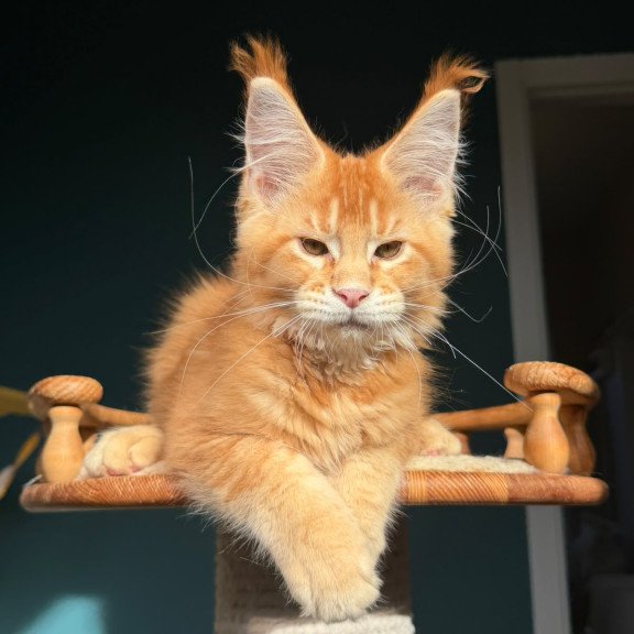 Maine Coon NOV Xanter