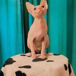 Sphynx Alvin
