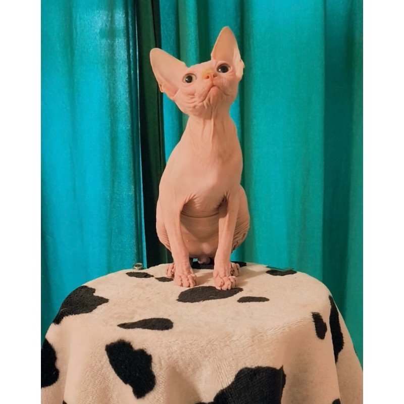 Sphynx Alvin