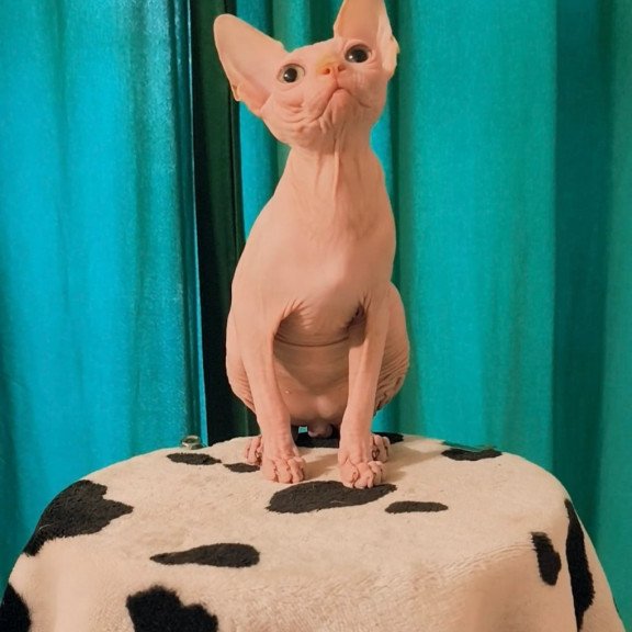 Sphynx Alvin