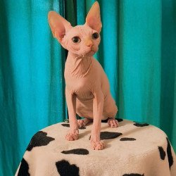 Sphynx Alvin