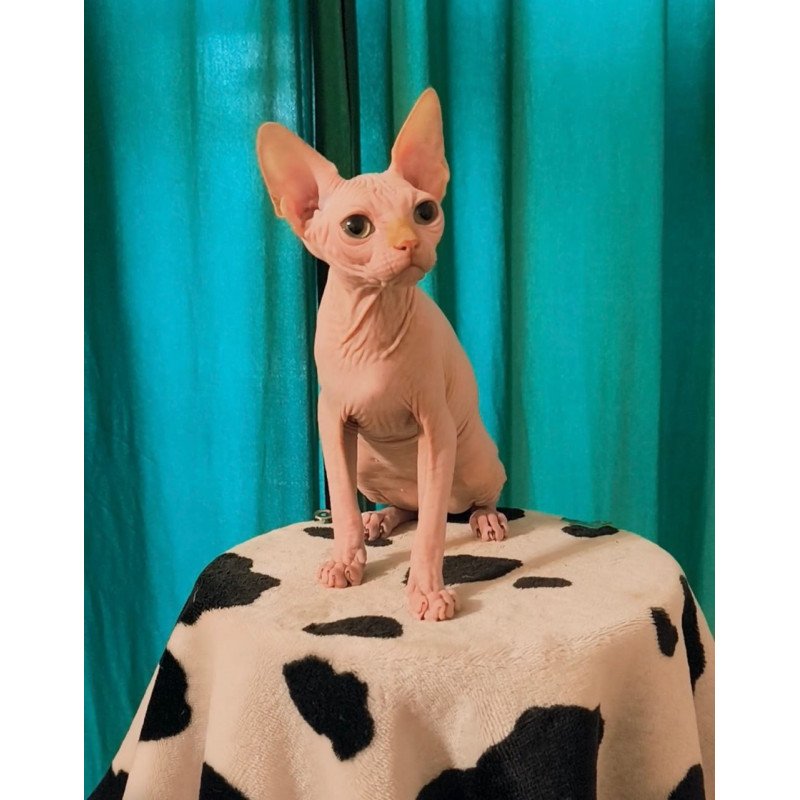 Sphynx Alvin