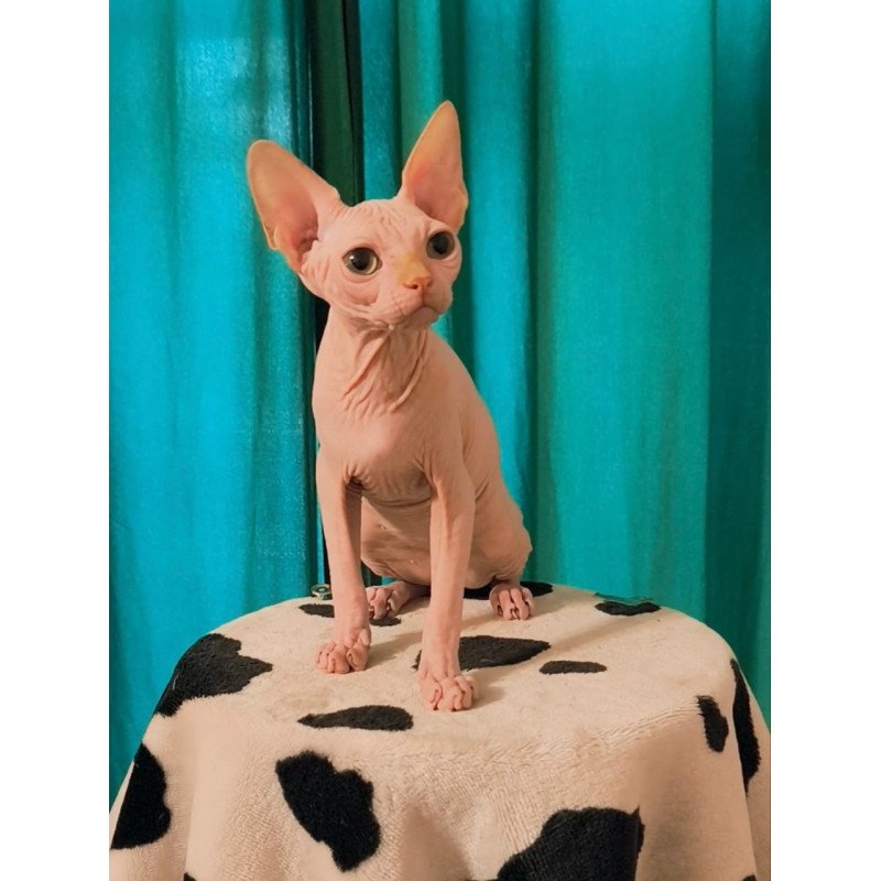 Sphynx Alvin