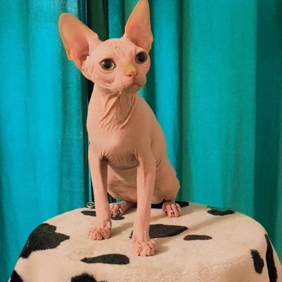 Sphynx Alvin