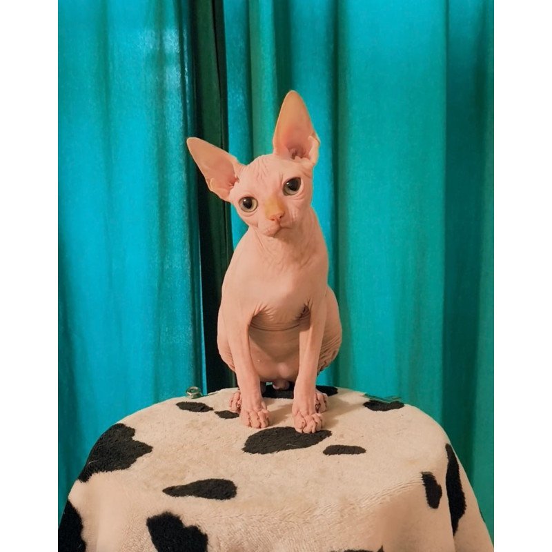 Sphynx Alvin