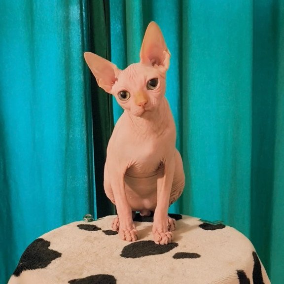 Sphynx Alvin
