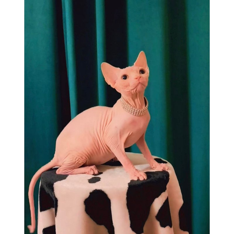 Sphynx Athena