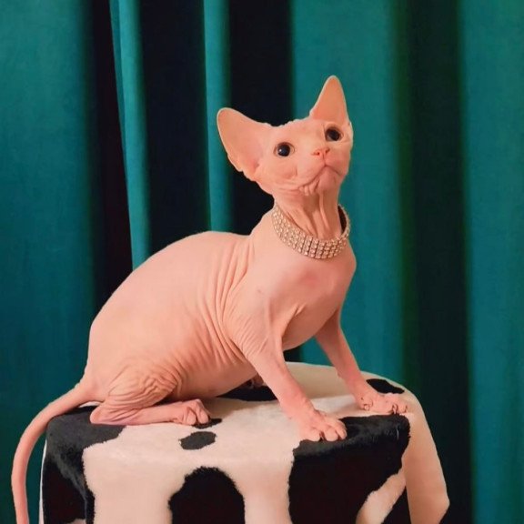 Sphynx Athena
