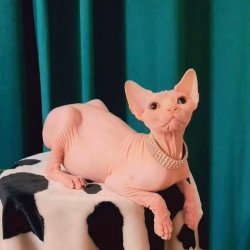 Sphynx Athena