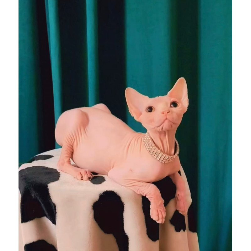 Sphynx Athena