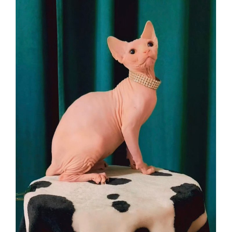 Sphynx Athena