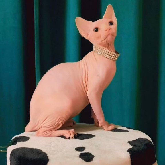 Sphynx Athena