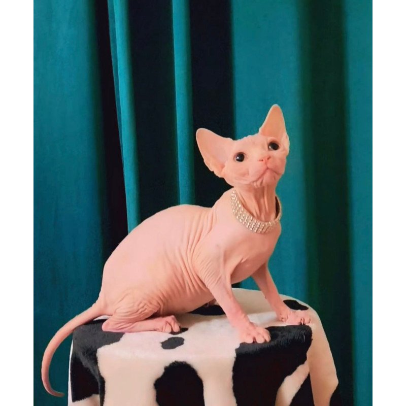 Sphynx Athena