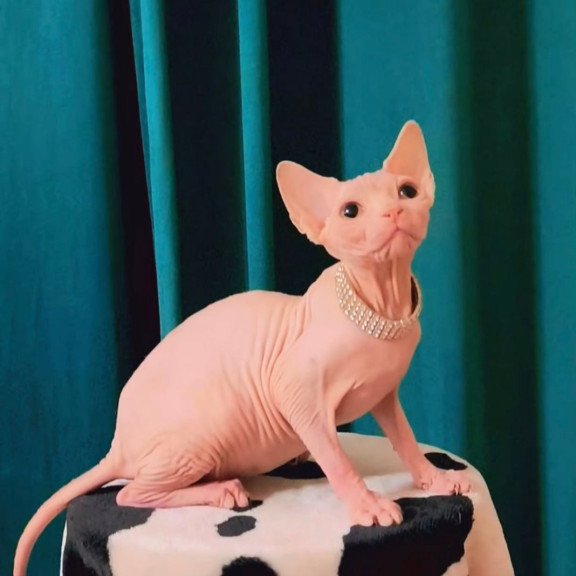 Sphynx Athena