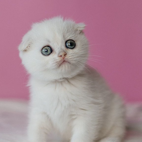 Scottish Infinite1