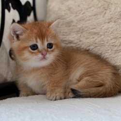 Munchkin Konon