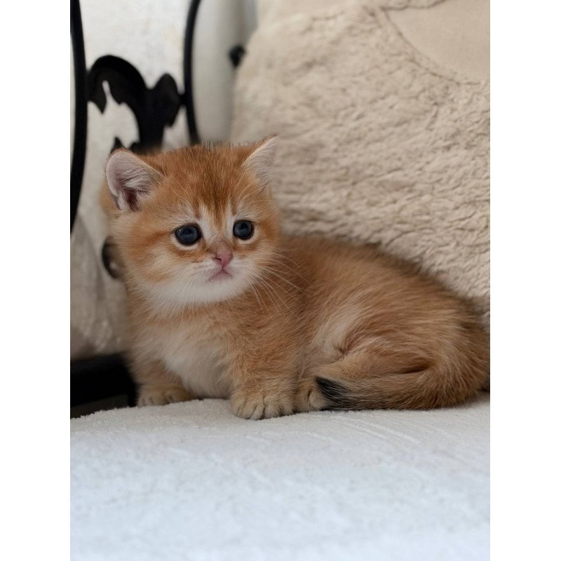 Munchkin Konon