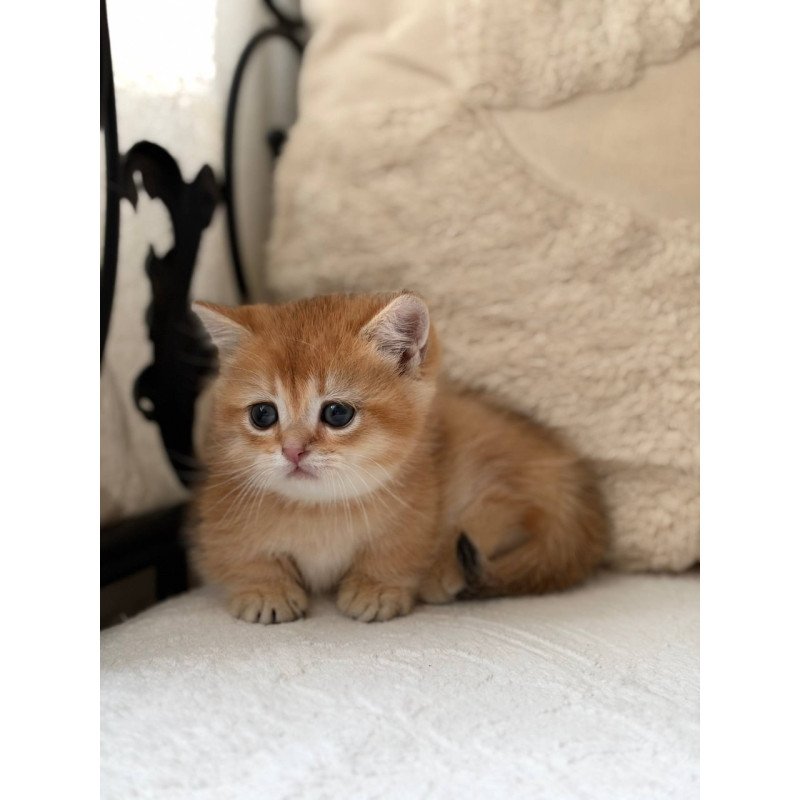Munchkin Konon