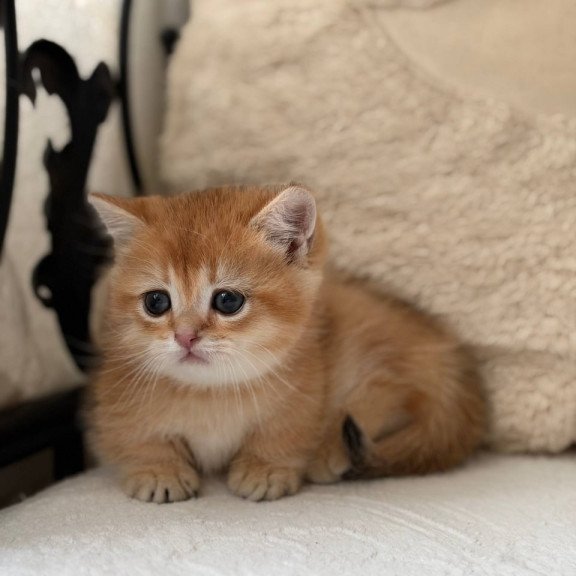 Munchkin Konon