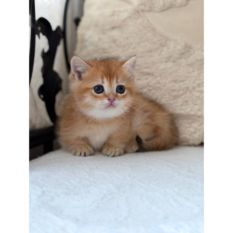 Munchkin Konon