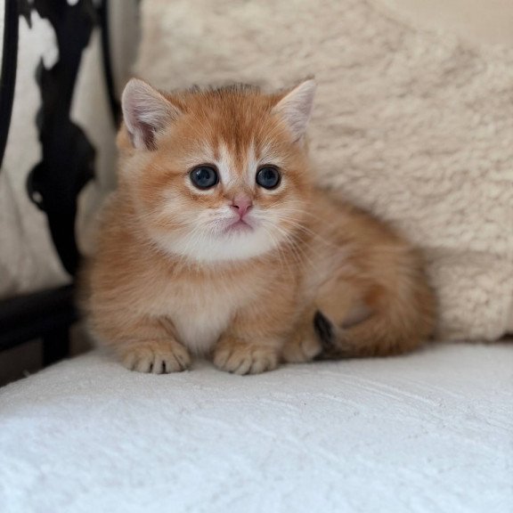 Munchkin Konon