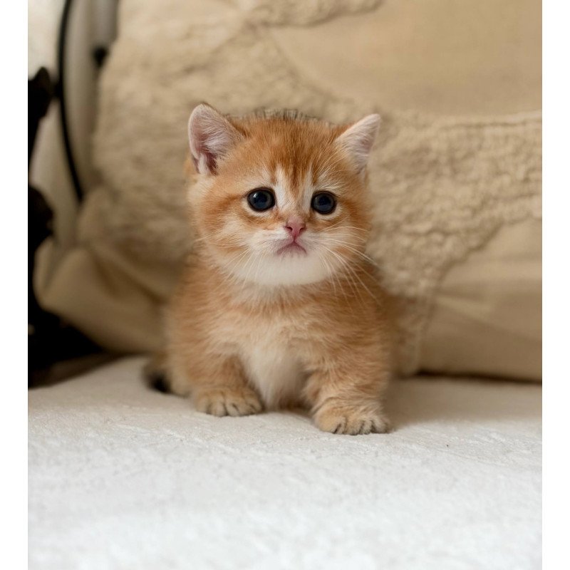 Munchkin Konon