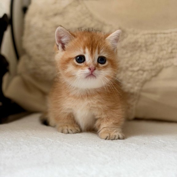 Munchkin Konon