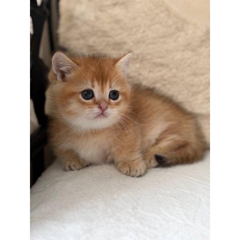 Munchkin Konon