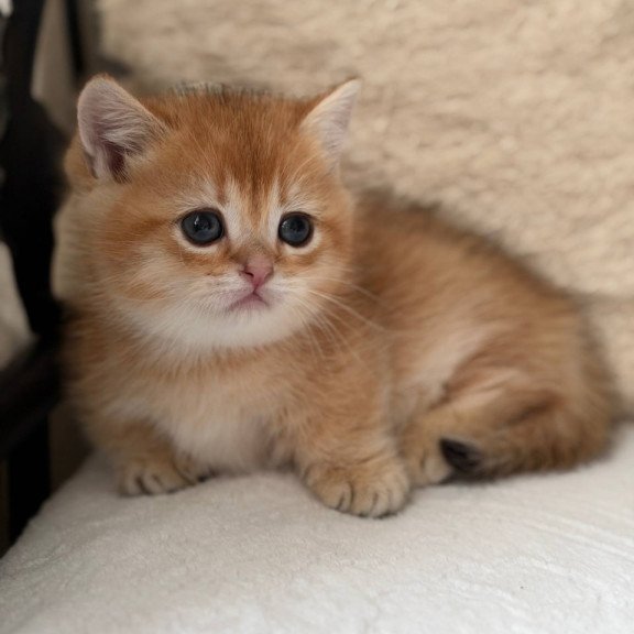 Munchkin Konon