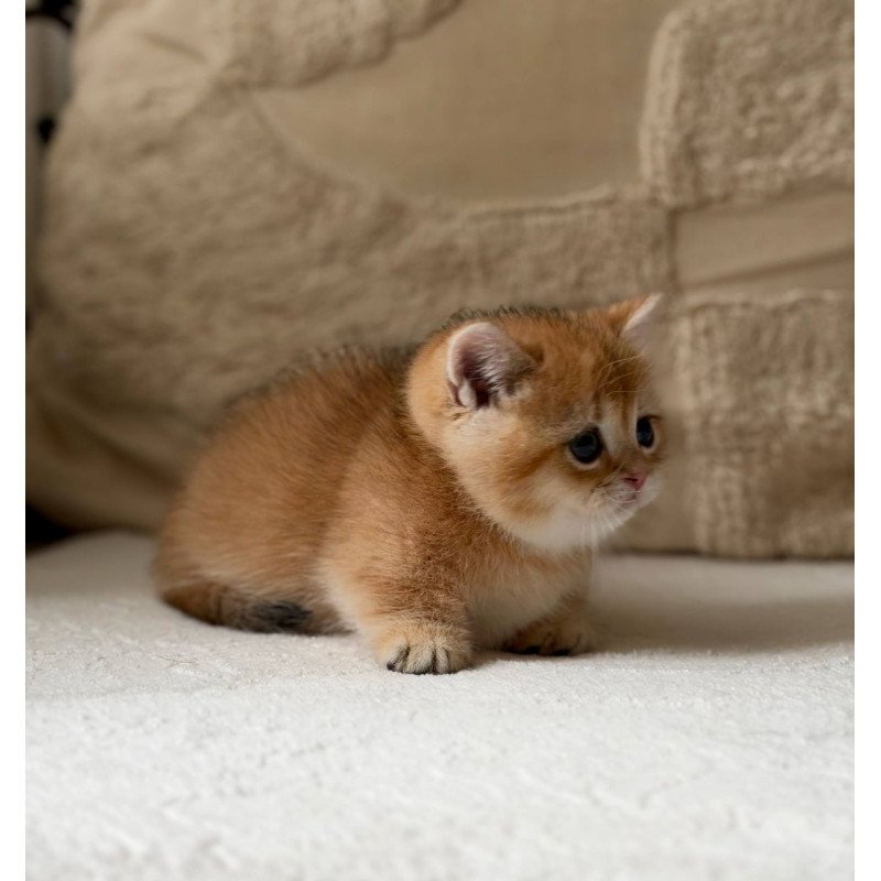 Munchkin Konon