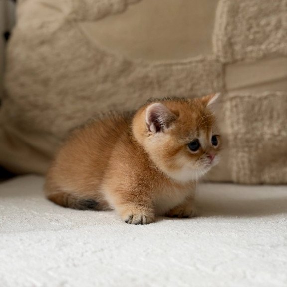 Munchkin Konon