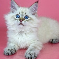 Siberian Bastian